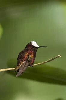 Images Dated 7th April 2004: Snowcap Hummingbird, Cordillera Talamanca, Costa Rica