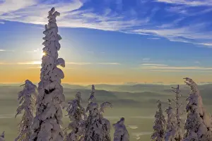 Weather Prints: Snowghosts with a fata morgana in background at Whitefish Mountain Resort in Whitefish