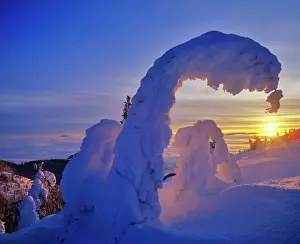 Whitefish Prints: Snowghosts at sunset on Big Mountain in the Whitefish Range in Whitefish, Montana, USA