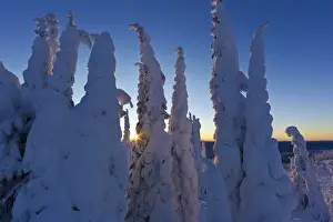 Whitefish Prints: Snowghosts at sunset looking west to the Salish Mountains from the summit of Big