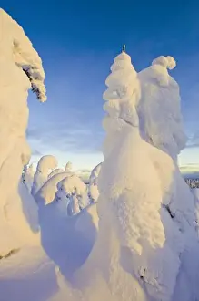Snowghosts at sunset at Whitefish Mountain Resort in Montana