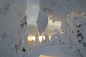 Images Dated 22nd January 2008: Snowghosts at sunset at Whitefish Mountain Resort in Montana