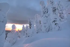 Snowghosts at sunset at Whitefish Mountain Resort in Montana