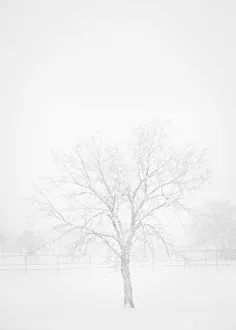 East Mountains Prints: Snowscape in New Mexico