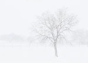 Images Dated 27th October 2020: Snowscape in New Mexico
