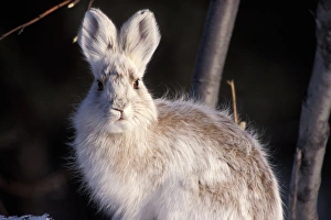 Images Dated 9th November 2005: snowshoe hare, Lepus americanus, changing into its summer colors, south side of the Brooks Range