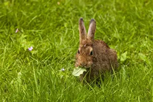 Watchful Prints: Snowshoe Hare Summer Phase browsing on the grasses of the Olympic Pensinsula