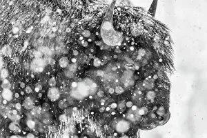 Bison Prints: Snowstorm within Yellowstone National Park