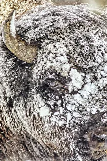 Snowstorm Prints: Snowstorm within Yellowstone National Park