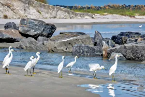 Wading Prints: Snowy egret at the beach