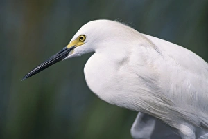 Fresh Water Prints: Snowy Egret, Egretta thula, adult, Lake Corpus Christi, Texas, USA, May