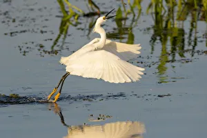 Snowy Egret (Egretta thula) fishing, foot dragging behavior Viera Wetlands, Brevard County