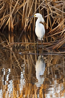 Fresh Water Prints: Snowy Egret (Egretta thula) wading in shallow