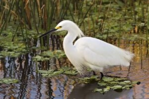 Snowy Egret, Egretta thula, Wakodahatchee Wetlands, Delray Beach, Florida