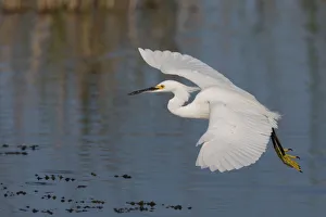 Images Dated 12th February 2017: Snowy Egret flying