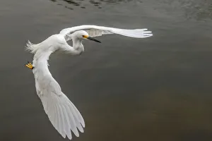 Snowy egret flying, Merritt Island National Wildlife Refuge, Florida