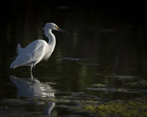 Wading Bird Prints: Snowy Egret hunting, Merritt Island National Wildlife Refuge, Florida