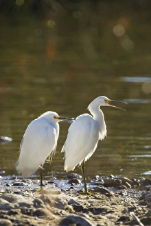 Lake Murray Prints: Snowy Egret Pair on the Shore of Lake Murray, San Diego, California