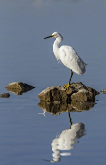 Lake Murray Prints: Snowy Egret perched on Shoreline Rocks of Lake Murray, San Diego, California