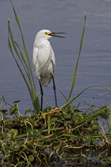 Stick Marsh Prints: Snowy Egret, Stick Marsh, Florida