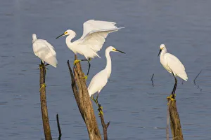 Wading Bird Prints: Snowy egrets (Egretta thula) perched