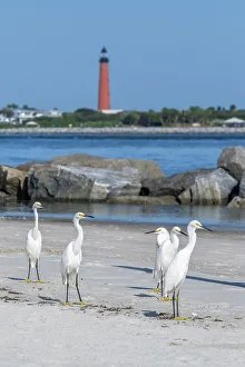 Inlet Prints: Snowy egrets on the jetty, New Smyrna Beach