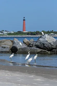Jim Engelbrecht Prints: Snowy egrets on the jetty, New Smyrna Beach