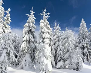 Snowy forest in the National Park Bavarian Forest (Bayerischer Wald) in the deep of winter
