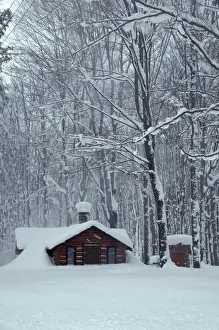 Cabin Prints: Snowy Log Cabin in Woods; Chippewa County; Near Paradise, MICHIGAN