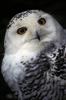 Snowy Owl