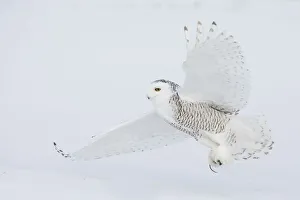 Images Dated 14th September 2018: Snowy owl catching a meal