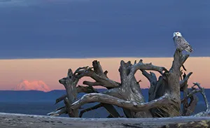Images Dated 8th January 2012: Snowy Owl at Dusk; Glowing Mount Rainier