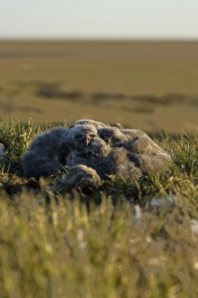 Images Dated 9th July 2006: snowy owl, Nycttea scandiaca, chicks in their nest, National Petroleum Reserves, outside Barrow