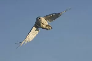 Images Dated 18th June 2006: snowy owl, Nycttea scandiaca, in flight over the National Petroleum Reserves, outside Point Barrow