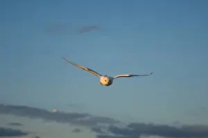 Wingspan Prints: snowy owl, Nycttea scandiaca, in flight over the National Petroleum Reserves