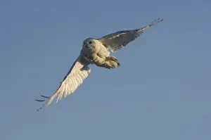 Images Dated 18th June 2006: snowy owl, Nycttea scandiaca, in flight over the National Petroleum Reserves