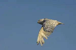 Images Dated 18th June 2006: snowy owl, Nycttea scandiaca, in flight over the National Petroleum Reserves