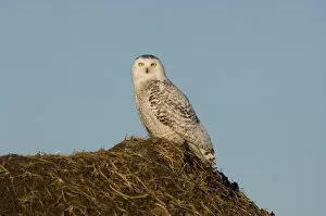 Images Dated 9th June 2006: snowy owl, Nycttea scandiaca, on the tundra in the National Petroleum Reserves, outside