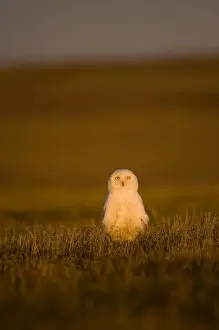 Steve Kazlowski Prints: snowy owl, Nycttea scandiaca, on tundra in the National Petroleum Reserves, outside Barrow