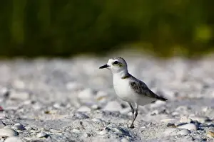 Images Dated 8th July 2004: The snowy plover (Charadrius alexandrinus) is a small plover of beaches and barren ground
