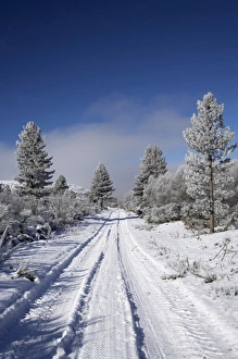 Images Dated 16th July 2007: Snowy Track and Pine Trees, Cambrians, near St Bathans, Maniototo, South Island