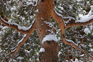 Images Dated 11th February 2011: Snowy tree, Yudanaka Onsen, Japan