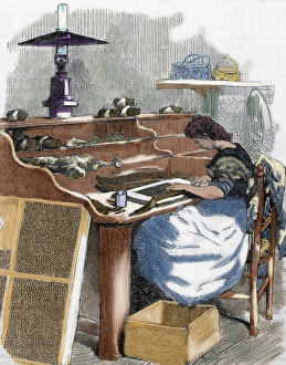 Industry Prints: The snuff industry. Woman rolling cigars. France. Engraving, 1885. Colored