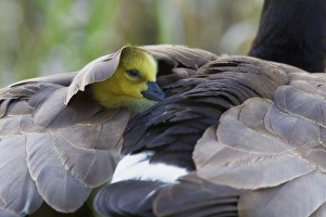 Geese Prints: Snuggling Gosling