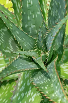 Succulent Prints: Soap aloe, zebra aloe
