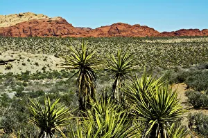 Images Dated 25th March 2018: Soap tree yucca, yucca elata, Red Rock Canyon, National Conservation Area, Nevada, USA