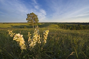 Images Dated 14th June 2007: Soaptree Yucca blooms on the Pine Ridge at Chadron State Park in Nebraska