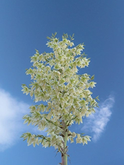 High Desert Prints: Soaptree yucca in flower, yucca elata, New Mexico