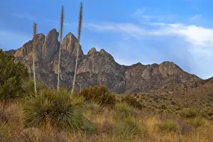 Images Dated 25th February 2009: Soaptree Yucca and the Organ Mountains at Aguirre Springs National Recreation Area