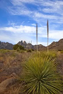 Images Dated 25th February 2009: Soaptree Yucca and the Organ Mountains at Aguirre Springs National Recreation Area